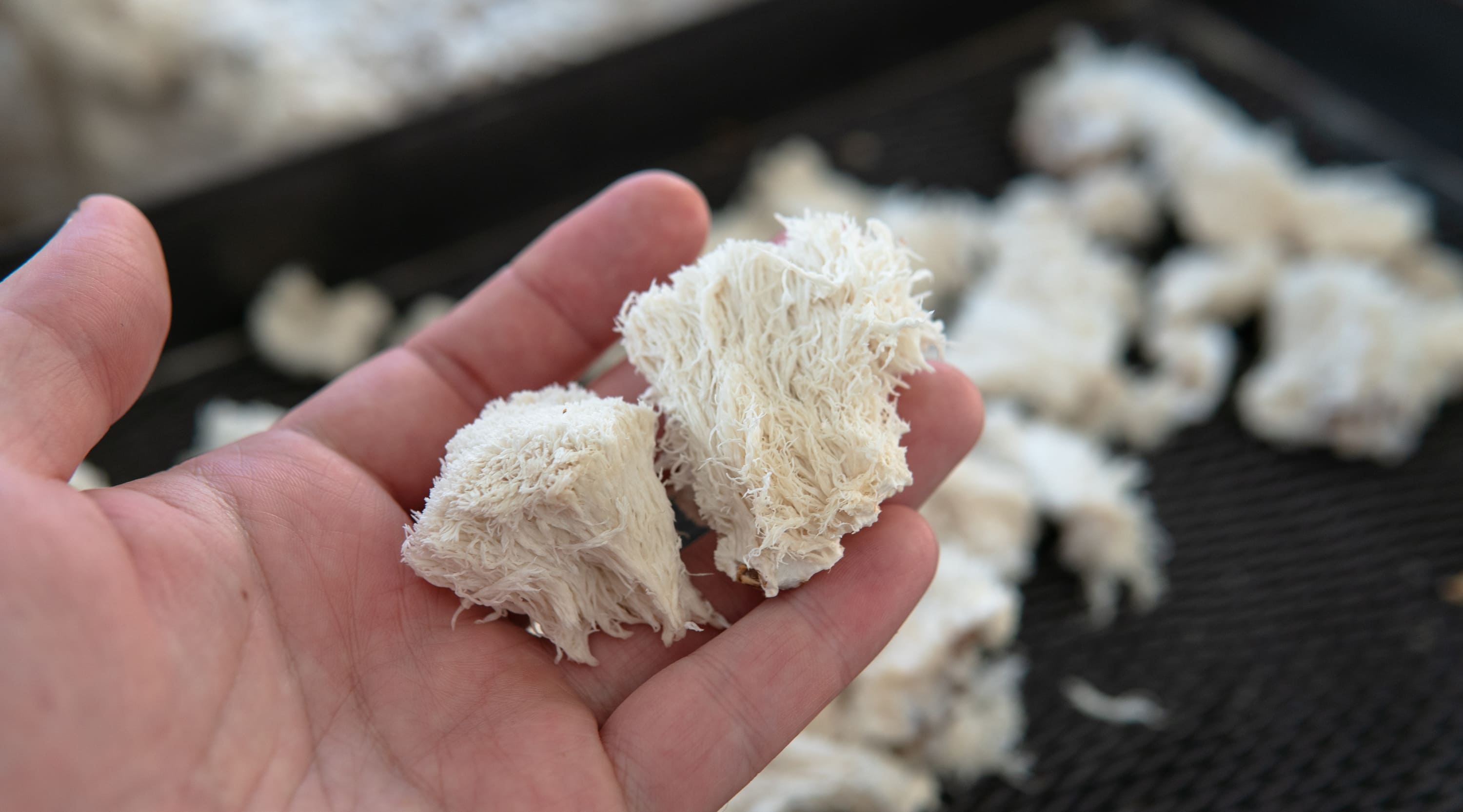 Organic Lion’s Mane Image Three