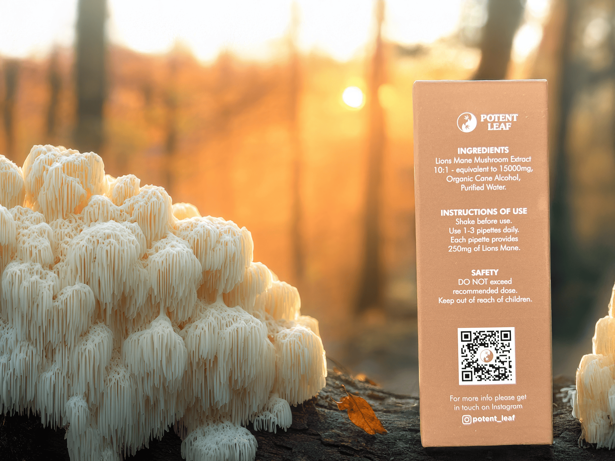 Organic Lion’s Mane Image Five