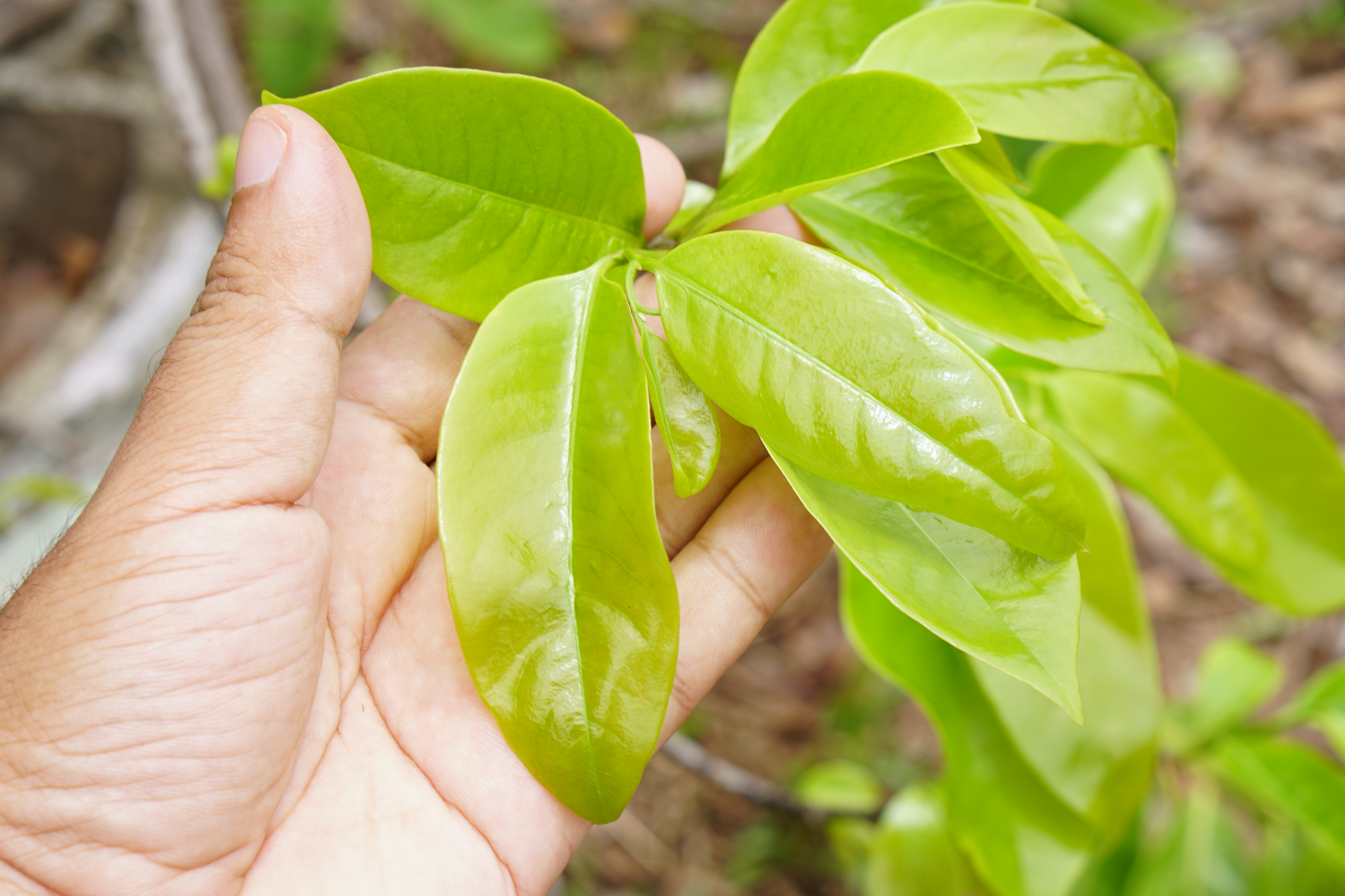 Soursop Tea Leaves Image One