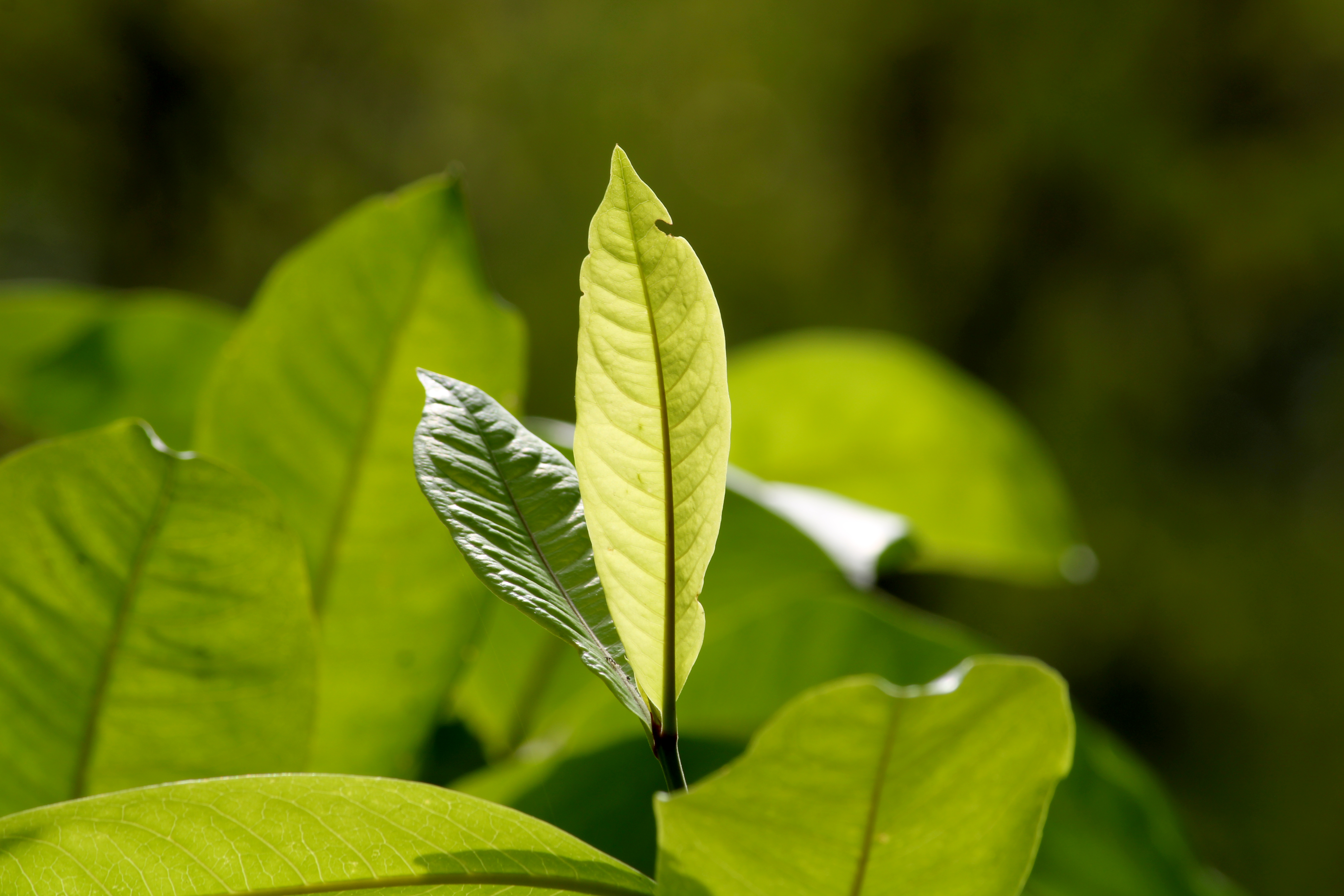 Soursop Tea Leaves Image Two